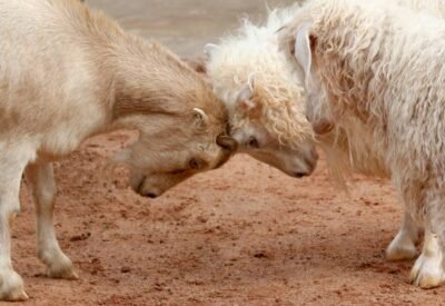 Handling Difficult Customers and Conflict Resolution